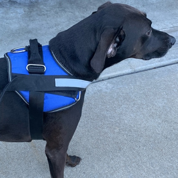 Dog Harness, Large, Blue in color. Used in good condition. - Picture 2 of 4